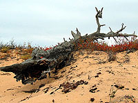 Вот такие крокодилы встречаются на Чивыркуйском прешейке ... сентябрь 2003 года.